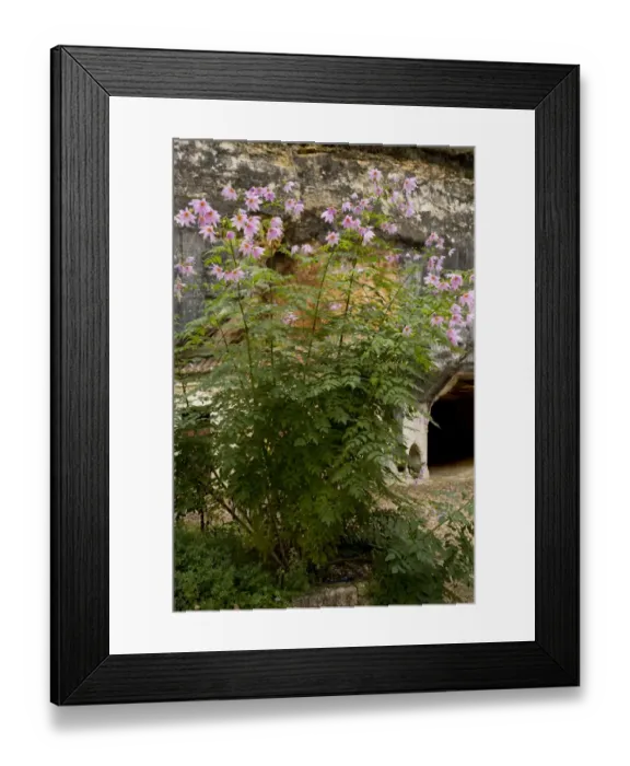 Framed Print : Bell Tree Dahlia (Dahlia imperialis) flowering, growing as ornamental, Brantome, Perigord, Dordogne, France, November Framed Print : Bell Tree Dahlia (Dahlia imperialis) flowering, growing as ornamental, Brantome, Perigord, Dordogne, France, November