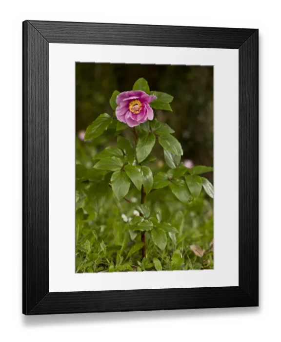 Framed Print : Paeony (Paeonia morisii) flowering, Sardinia, Italy, April Framed Print : Paeony (Paeonia morisii) flowering, Sardinia, Italy, April