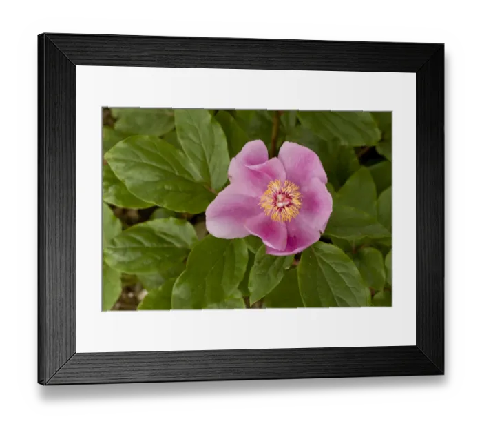 Framed Print : Paeony (Paeonia morisii) close-up of flower, Sardinia, Italy, April Framed Print : Paeony (Paeonia morisii) close-up of flower, Sardinia, Italy, April