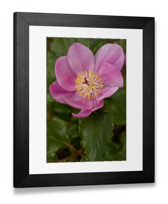 Framed Print : Paeony (Paeonia morisii) close-up of flower, Sardinia, Italy, April Framed Print : Paeony (Paeonia morisii) close-up of flower, Sardinia, Italy, April