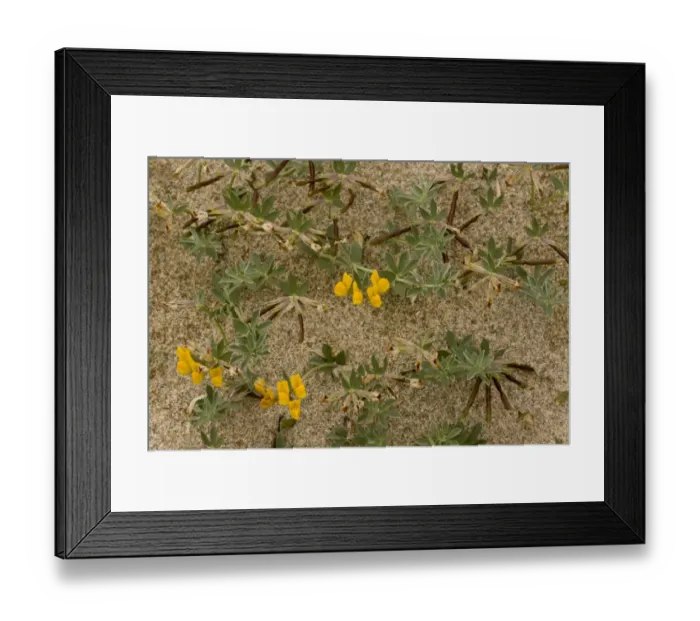 Framed Print : Bird s-foot Trefoil (Lotus cytisoides) flowering, growing on sandy beach, Sardinia, Italy, April Framed Print : Bird s-foot Trefoil (Lotus cytisoides) flowering, growing on sandy beach, Sardinia, Italy, April