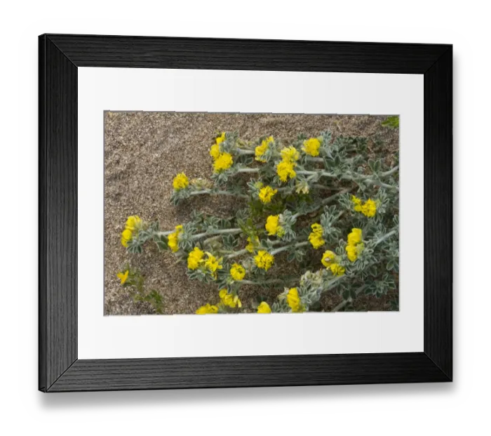 Framed Print : Sea Medick (Medicago marina) flowering, growing on sandy beach, Sardinia, Italy, April