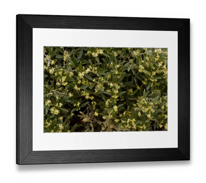 Framed Print : Narrow-leaved Phillyrea (Phillyrea angustifolia) close-up of leaves and flowers, Sardinia, Italy, April Framed Print : Narrow-leaved Phillyrea (Phillyrea angustifolia) close-up of leaves and flowers, Sardinia, Italy, April