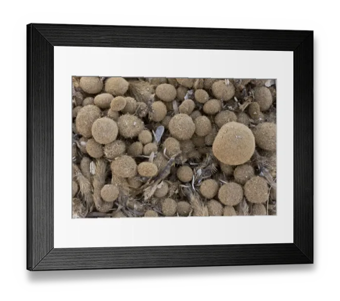 Framed Print : Neptune Grass (Posidonia oceanica) fibrous rhizomes (egagropili), washed up on beach, Sardinia, Italy, April Framed Print : Neptune Grass (Posidonia oceanica) fibrous rhizomes (egagropili), washed up on beach, Sardinia, Italy, April