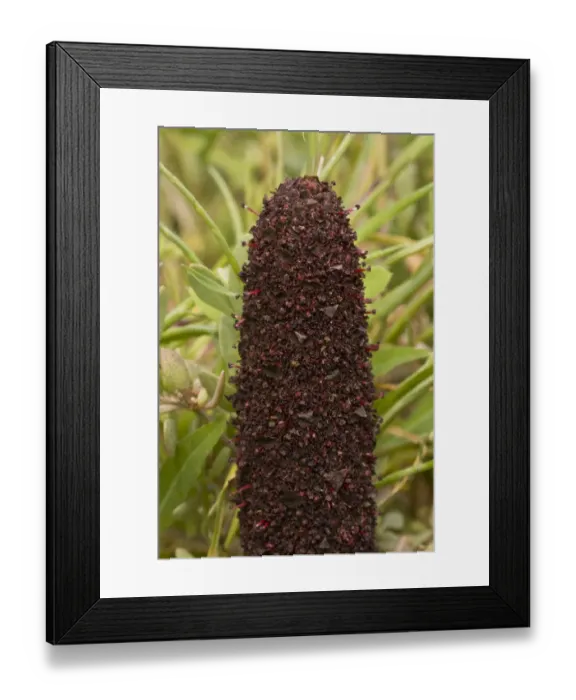 Framed Print : Maltese Fungus (Cynomorium coccineum var. coccineum) close-up of flowering inflorescence, Sardinia, Italy, April Framed Print : Maltese Fungus (Cynomorium coccineum var. coccineum) close-up of flowering inflorescence, Sardinia, Italy, April