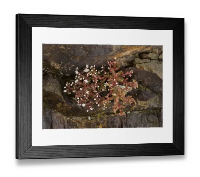 Framed Print : Blue Stonecrop (Sedum caeruleum) flowering, growing amongst rocks, Sardinia, Italy, April Framed Print : Blue Stonecrop (Sedum caeruleum) flowering, growing amongst rocks, Sardinia, Italy, April