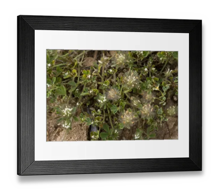 Framed Print : Southern Clover (Trifolium cherleri) flowering, growing on sand dunes, Sardinia, Italy, April Framed Print : Southern Clover (Trifolium cherleri) flowering, growing on sand dunes, Sardinia, Italy, April