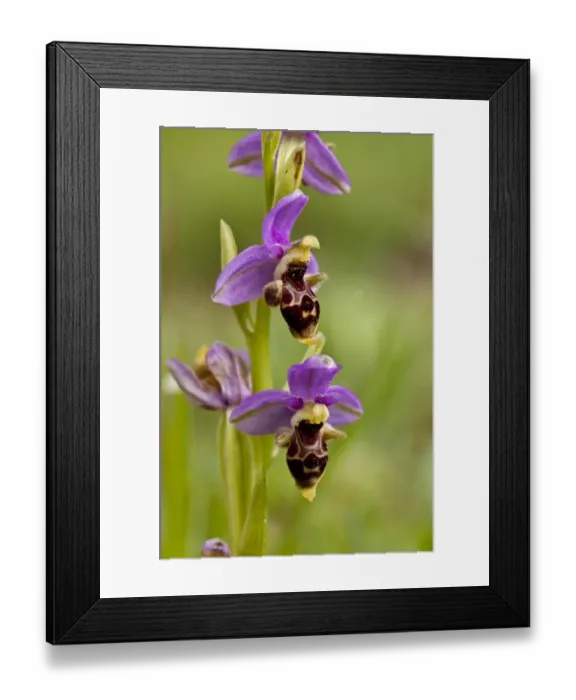 Framed Print : Eastern Aegean Bee Orchid (Ophrys orphanidea) close-up of flowers, Chios, Greece, April Framed Print : Eastern Aegean Bee Orchid (Ophrys orphanidea) close-up of flowers, Chios, Greece, April