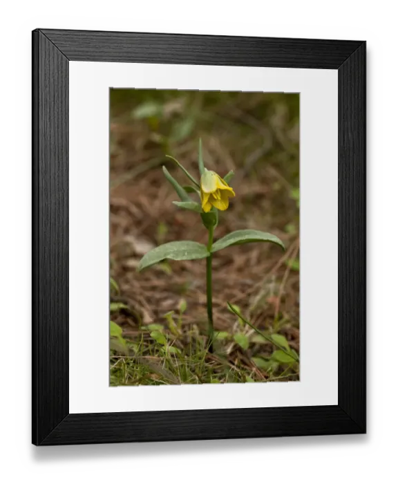 Framed Print : Fritillary (Fritillaria pelinaea) flowering, Mount Pelineo, Chios, Greece, April