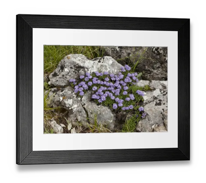 Framed Print : Dwarf Globularia (Globularia meridionalis) flowering, growing in tight mats on limestone, Triglav Gorge Framed Print : Dwarf Globularia (Globularia meridionalis) flowering, growing in tight mats on limestone, Triglav Gorge