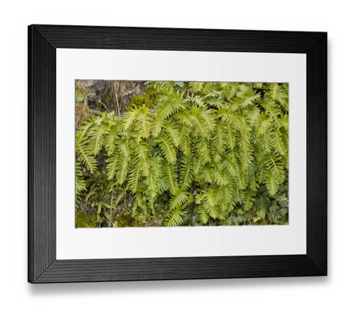 Framed Print : Southern Polypody (Polypodium australe) fronds, growing on bank, Picos de Europa, Cantabrian Mountains, Spain, March Framed Print : Southern Polypody (Polypodium australe) fronds, growing on bank, Picos de Europa, Cantabrian Mountains, Spain, March