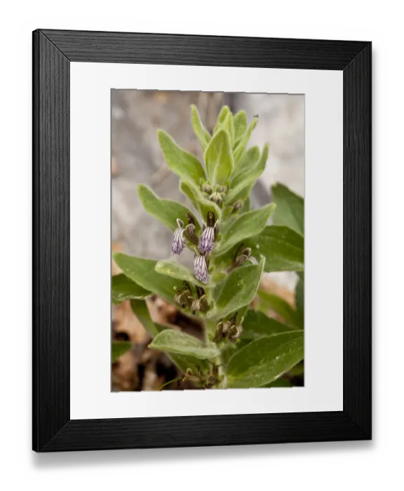 Framed Print : Laxmanns Bugle (Ajuga laxmannii) flowering, Bulgaria, June Framed Print : Laxmanns Bugle (Ajuga laxmannii) flowering, Bulgaria, June