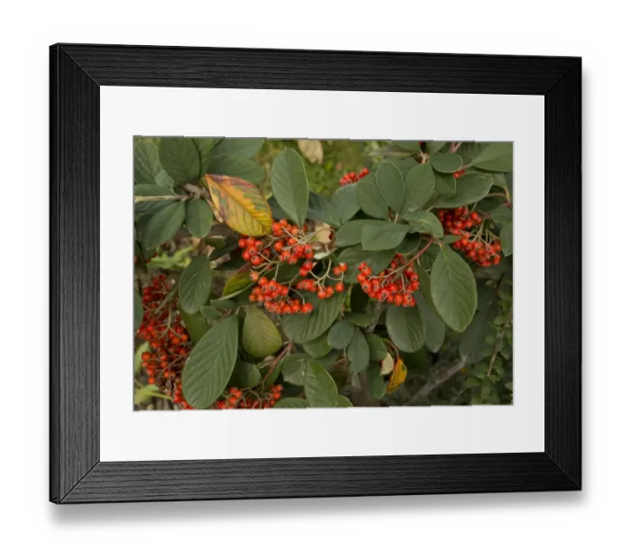 Framed Print : Late Cotoneaster (Cotoneaster lacteus) close-up of fruit and leaves Framed Print : Late Cotoneaster (Cotoneaster lacteus) close-up of fruit and leaves
