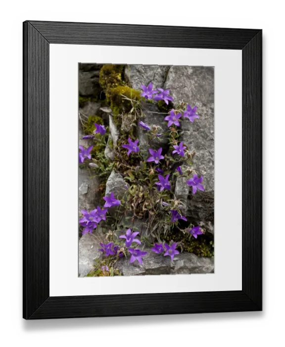 Framed Print : Woolly Bellflower (Campanula lanata) flowering, Triglav Gorge, Balkan Mountains, Bulgaria, June Framed Print : Woolly Bellflower (Campanula lanata) flowering, Triglav Gorge, Balkan Mountains, Bulgaria, June