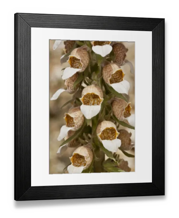 Framed Print : Woolly Foxglove (Digitalis lanata) close-up of flowers, Rila Mountains, Bulgaria, May Framed Print : Woolly Foxglove (Digitalis lanata) close-up of flowers, Rila Mountains, Bulgaria, May