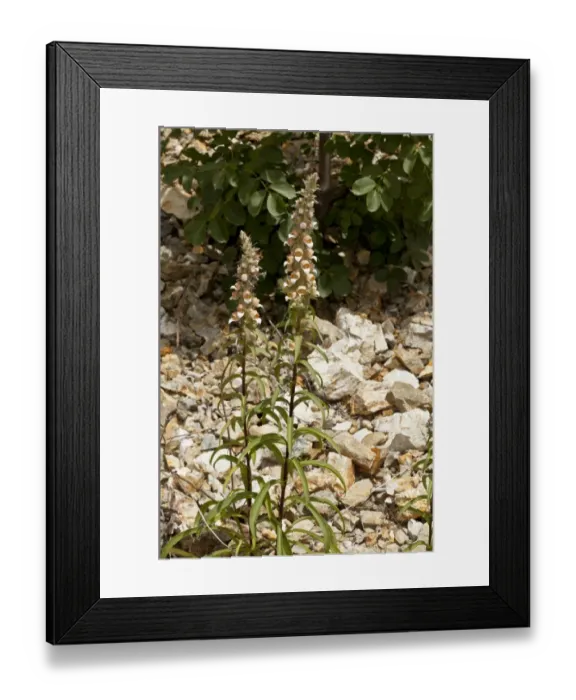 Framed Print : Woolly Foxglove (Digitalis lanata) flowering, Rila Mountains, Bulgaria, May Framed Print : Woolly Foxglove (Digitalis lanata) flowering, Rila Mountains, Bulgaria, May