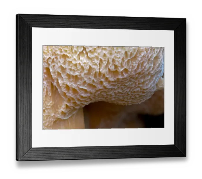Framed Print : Brown-rot (Postia placenta) close-up detail of pores, Clumber Park, Nottinghamshire, England, October Framed Print : Brown-rot (Postia placenta) close-up detail of pores, Clumber Park, Nottinghamshire, England, October