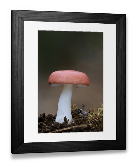 Framed Print : The Sickener (Russula emetica) fruiting body, growing amongst fallen debris from Sweet Chestnut (Castanea sativa) tree Framed Print : The Sickener (Russula emetica) fruiting body, growing amongst fallen debris from Sweet Chestnut (Castanea sativa) tree