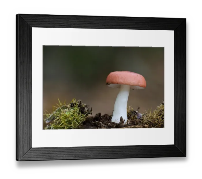 Framed Print : The Sickener (Russula emetica) fruiting body, growing amongst fallen debris from Sweet Chestnut (Castanea sativa) tree Framed Print : The Sickener (Russula emetica) fruiting body, growing amongst fallen debris from Sweet Chestnut (Castanea sativa) tree