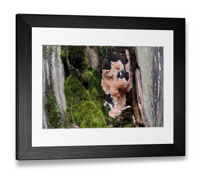 Framed Print : Brown-rot (Postia placenta) growing over decaying tree stump, Clumber Park, Nottinghamshire, England, October Framed Print : Brown-rot (Postia placenta) growing over decaying tree stump, Clumber Park, Nottinghamshire, England, October