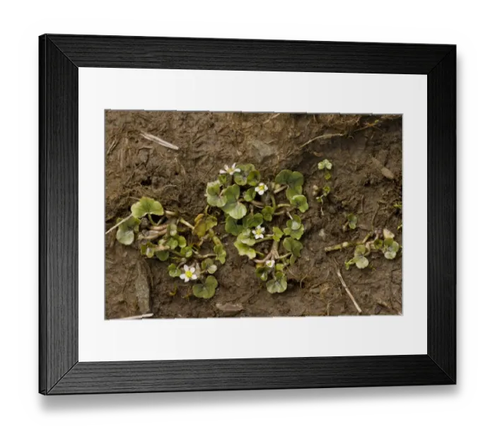 Framed Print : Ivy-leaved Crowfoot (Ranunculus hederaceus) flowering, growing on wet mud, The Burren, County Clare, Ireland, May Framed Print : Ivy-leaved Crowfoot (Ranunculus hederaceus) flowering, growing on wet mud, The Burren, County Clare, Ireland, May