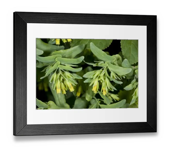 Framed Print : Smooth Honeywort (Cerinthe glabra) close-up of flowers, Bulgaria, May Framed Print : Smooth Honeywort (Cerinthe glabra) close-up of flowers, Bulgaria, May