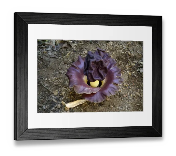 Framed Print : Elephant Yam (Amorphophallus campanulatus) flowering, Trivandrum, Thiruvananthapuram District, Kerala, India, April