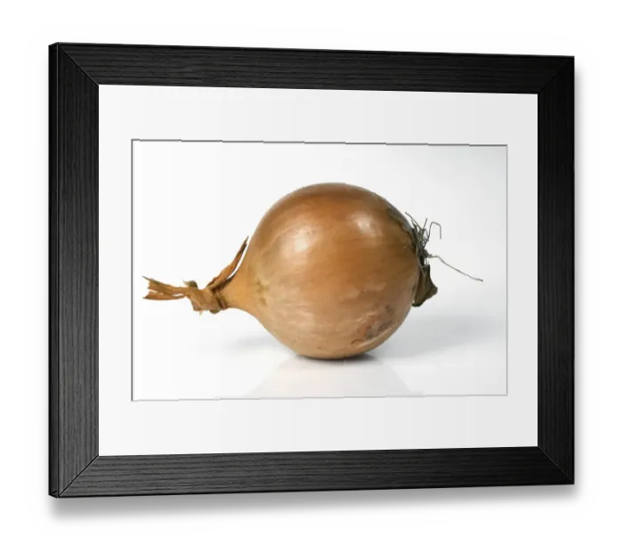 Framed Print : Onion (Allium cepa) bulb Framed Print : Onion (Allium cepa) bulb