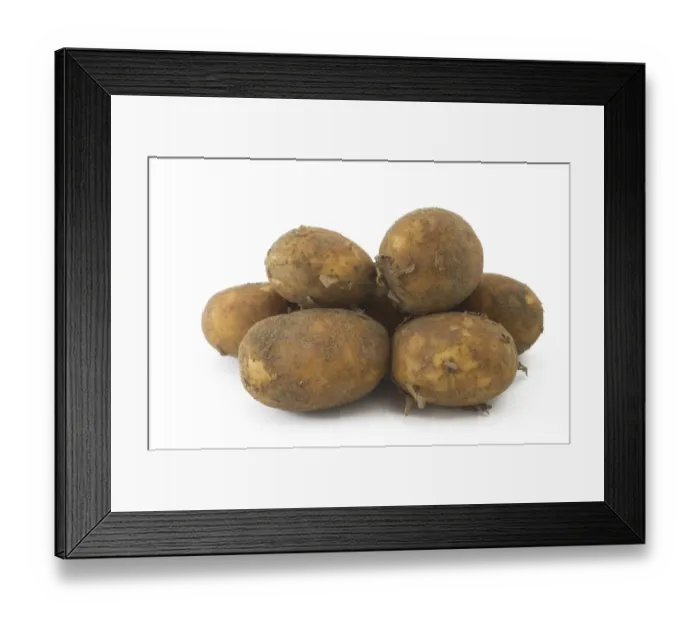Framed Print : Potato (Solanum tuberosum) tubers Framed Print : Potato (Solanum tuberosum) tubers