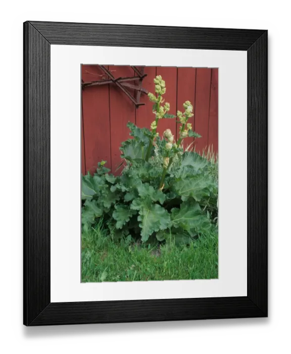 Framed Print : Rhubarb (Rheum rhaponticum) flowering against red shed, Sweden Framed Print : Rhubarb (Rheum rhaponticum) flowering against red shed, Sweden