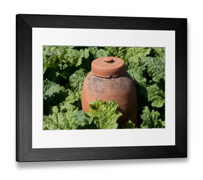 Framed Print : Rhubarb (Rheum sp. ) crop with terracotta forcer, in garden, Norfolk, England, May Framed Print : Rhubarb (Rheum sp. ) crop with terracotta forcer, in garden, Norfolk, England, May