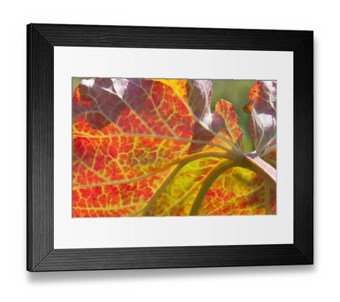 Framed Print : Rhubarb (Rheum sp. ) close-up of backlit leaf, in garden, Norfolk, England, July