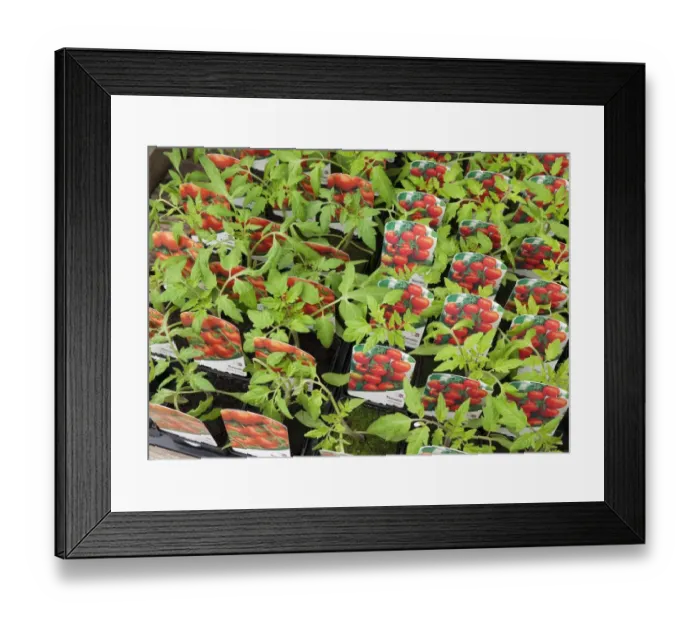 Framed Print : Tomato (Solanum sp. ) Alicante and Ailsa Craig, trays of potted plants in garden centre, Norfolk, England, April Framed Print : Tomato (Solanum sp. ) Alicante and Ailsa Craig, trays of potted plants in garden centre, Norfolk, England, April