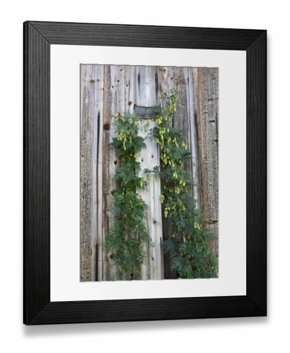 Framed Print : Common Hop (Humulus lupulus) growing against wooden barn, Sweden Framed Print : Common Hop (Humulus lupulus) growing against wooden barn, Sweden