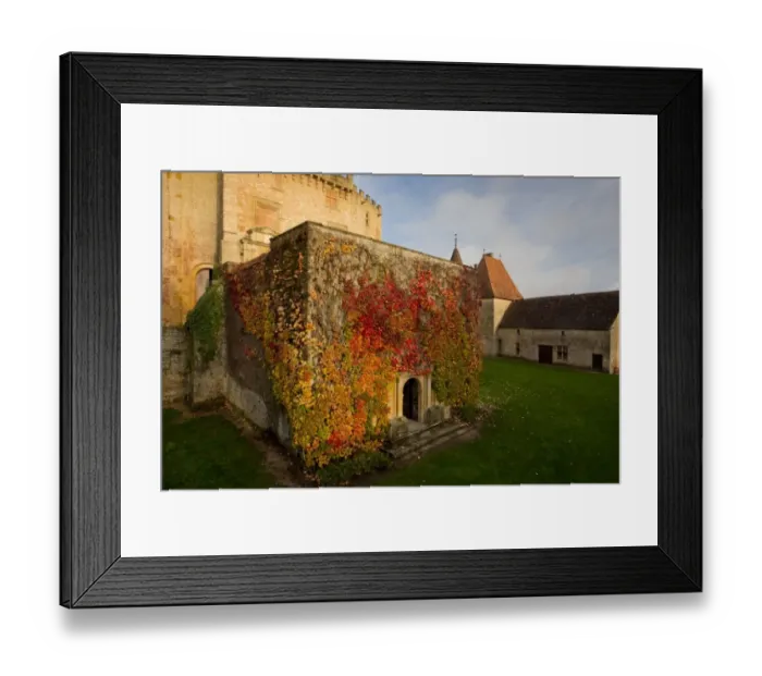 Framed Print : Virginia Creeper (Parthenocissus quinquefolia) introduced species, leaves in autumn colour