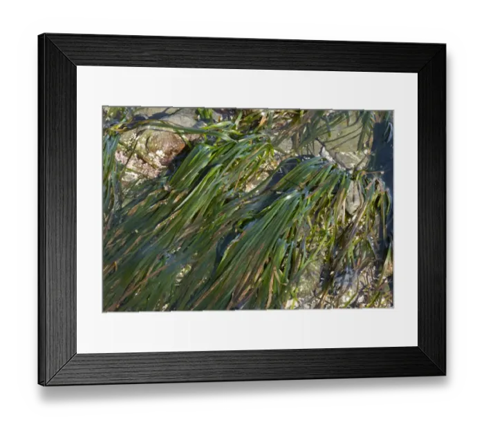 Framed Print : Eelgrass (Zostera marina) growing on seashore, MacKerricher State Park, North California, U. S. A. February Framed Print : Eelgrass (Zostera marina) growing on seashore, MacKerricher State Park, North California, U. S. A. February