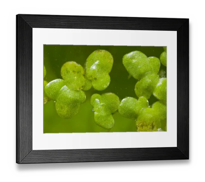 Framed Print : Common Duckweed (Lemna minor) close-up of leaves, floating on surface of pond, Dorset, England, July Framed Print : Common Duckweed (Lemna minor) close-up of leaves, floating on surface of pond, Dorset, England, July
