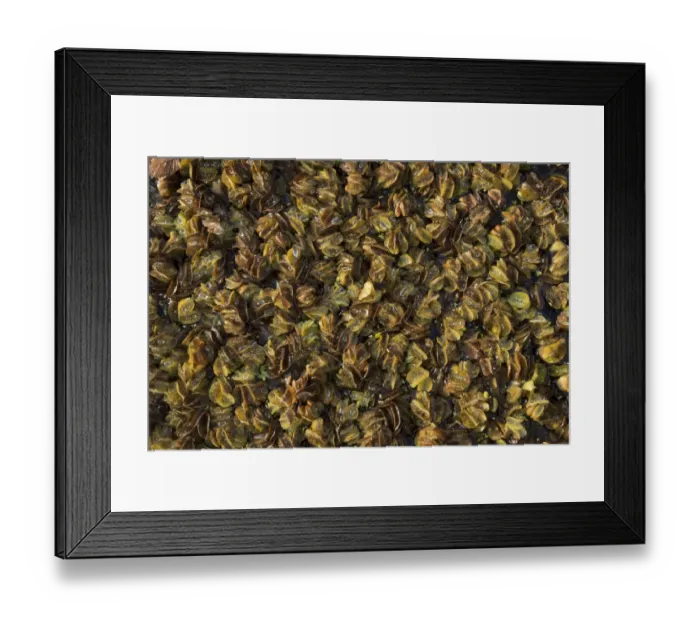 Framed Print : Floating Fern (Salvinia natans) leaves floating on garden pond, France, December Framed Print : Floating Fern (Salvinia natans) leaves floating on garden pond, France, December