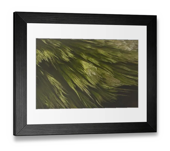 Framed Print : River Water-crowfoot (Ranunculus fluitans) flowering, swirling in river, River Dordogne, near Belves, Dordogne, France Framed Print : River Water-crowfoot (Ranunculus fluitans) flowering, swirling in river, River Dordogne, near Belves, Dordogne, France
