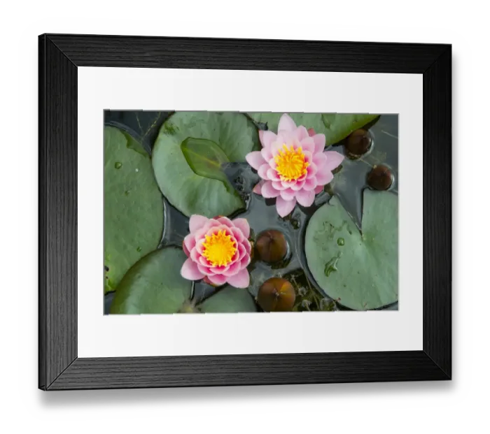 Framed Print : Ornamental Waterlily (Nymphaea sp. ) Fabiola cultivar, flowering, growing in garden pond, Norfolk, England, June Framed Print : Ornamental Waterlily (Nymphaea sp. ) Fabiola cultivar, flowering, growing in garden pond, Norfolk, England, June