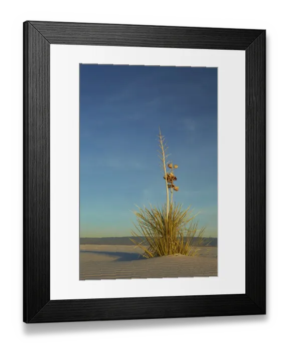 Framed Print : Soaptree Yucca (Yucca elata) growing in gypsum dunes, in late evening sunlight, White Sands National Monument
