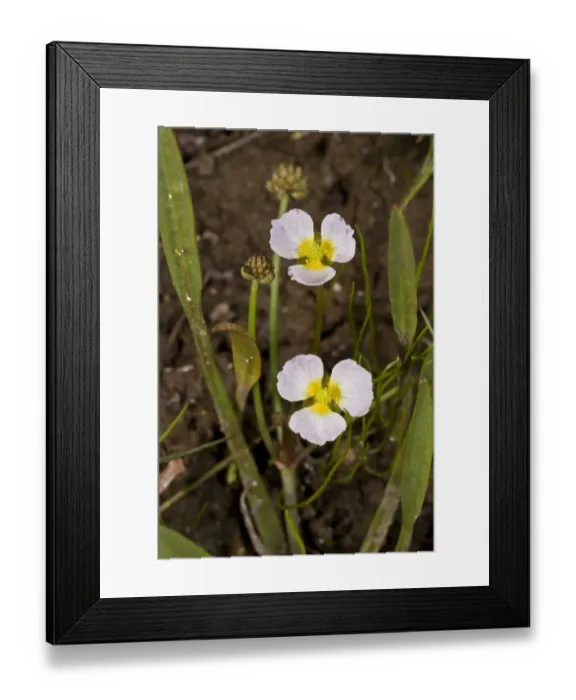 Framed Print : Lesser Water-plantain (Baldellia ranunculoides) flowering, growing in pool, New Forest, Hampshire, England, July Framed Print : Lesser Water-plantain (Baldellia ranunculoides) flowering, growing in pool, New Forest, Hampshire, England, July