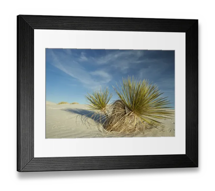 Framed Print : Soaptree Yucca (Yucca elata) growing in gypsum dunes, White Sands National Monument, New Mexico, U. S. A. December