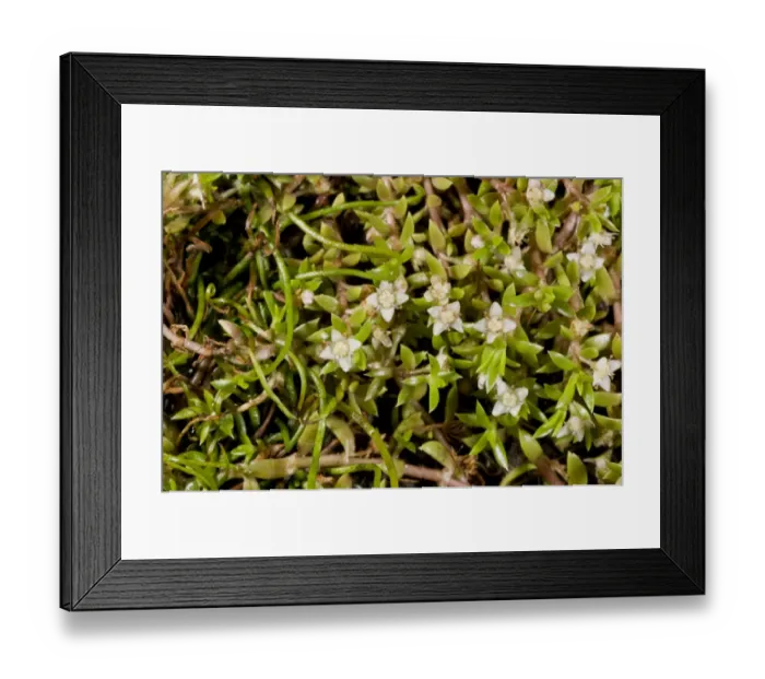 Framed Print : New Zealand Pygmyweed (Crassula helmsii) introduced invasive species, flowering, growing in pond, New Forest Framed Print : New Zealand Pygmyweed (Crassula helmsii) introduced invasive species, flowering, growing in pond, New Forest