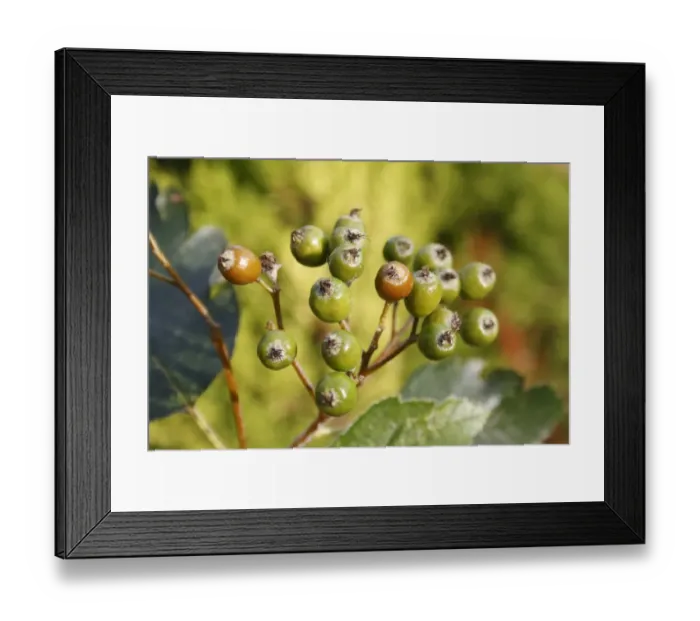 Framed Print : Swedish Whitebeam (Sorbus intermedia) close-up of ripening berries, in garden, Suffolk, England, August Framed Print : Swedish Whitebeam (Sorbus intermedia) close-up of ripening berries, in garden, Suffolk, England, August