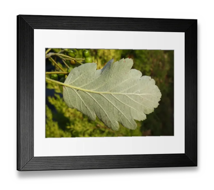 Framed Print : Swedish Whitebeam (Sorbus intermedia) close-up of leaf underside, in garden, Suffolk, England, August Framed Print : Swedish Whitebeam (Sorbus intermedia) close-up of leaf underside, in garden, Suffolk, England, August