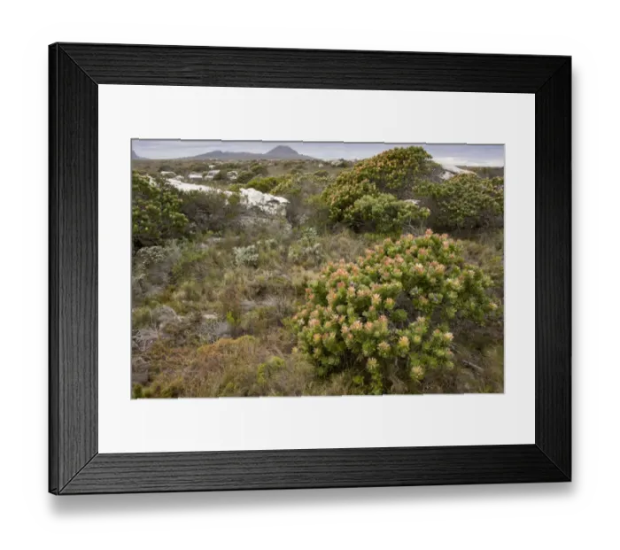 Framed Print : Common Pagoda (Mimetes cucullatus) flowering, in fynbos habitat, Table Mountain N. P Framed Print : Common Pagoda (Mimetes cucullatus) flowering, in fynbos habitat, Table Mountain N. P