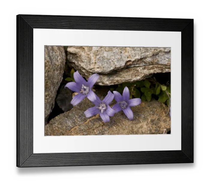Framed Print : Mont Cenis Bellflower (Campanula cenisia) flowering, growing amongst rocks, Mont Cenis, French Alps, France, July Framed Print : Mont Cenis Bellflower (Campanula cenisia) flowering, growing amongst rocks, Mont Cenis, French Alps, France, July