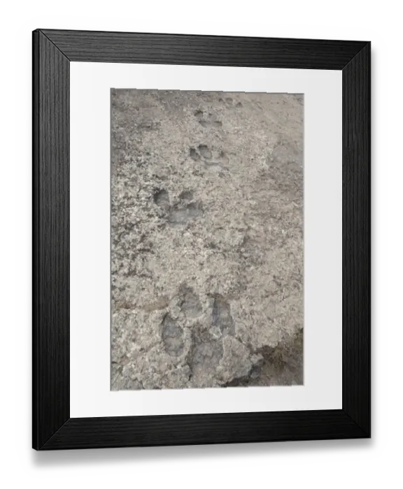Framed Print : Dinosaur footprints in fossilised riverbed, Enciso, La Rioja, Spain, September Framed Print : Dinosaur footprints in fossilised riverbed, Enciso, La Rioja, Spain, September