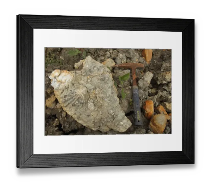 Framed Print : Fossils with fossil hammer, Osmington Mills, Dorset, England, August Framed Print : Fossils with fossil hammer, Osmington Mills, Dorset, England, August